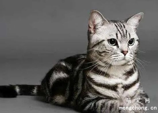猫咪精神压抑的表现和导致的疾病现象