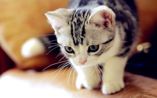 猫咪经常吐猫粮怎么办？