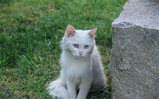 猫咪结膜炎和猫鼻支的区别