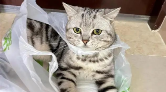 猫咪结膜炎症状及治疗方法