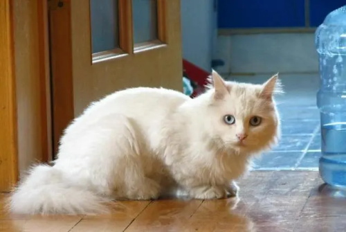 猫咪绝对不能吃的食物有哪些？