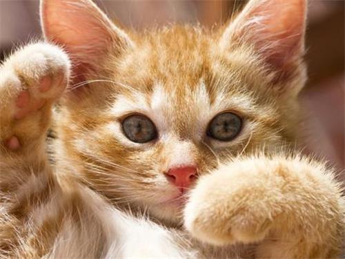 猫咪老是呕吐是怎么回事