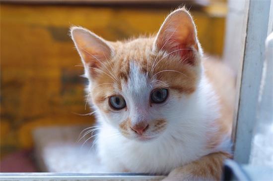 猫咪老是打喷嚏怎么回事？