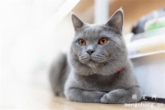 猫咪耳朵冰凉是怎么了？