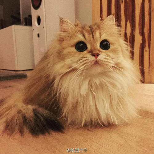 猫咪耳朵有一小块脱毛