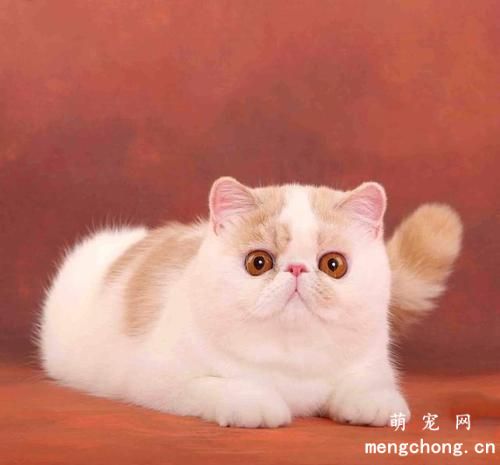 猫咪耳朵里的耳螨怎么清理治疗