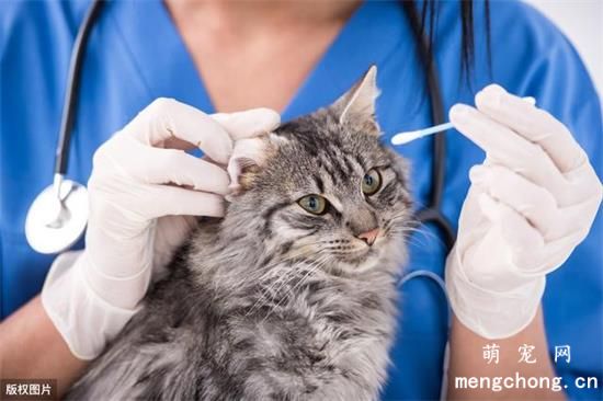 猫咪耳螨怎么彻底清除？