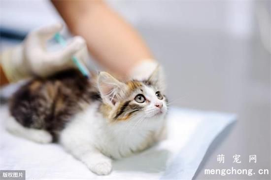猫咪耳螨怎么彻底清除？
