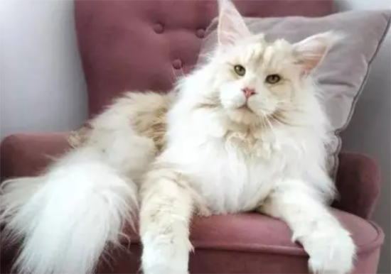 猫咪耳螨怎么治 有什么注意事项