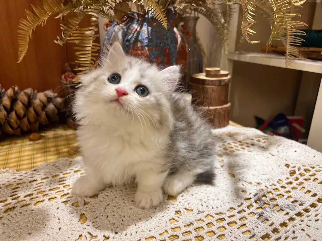 猫咪耳螨怎么治疗