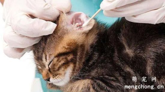 猫咪耳螨的防治方法