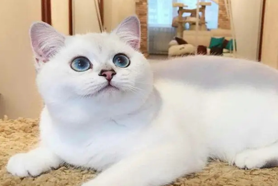 猫咪耳螨越除越多 可能真的是你的护理方式不对造成的