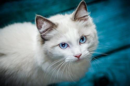 猫咪肚子大怎么判断是不是腹水