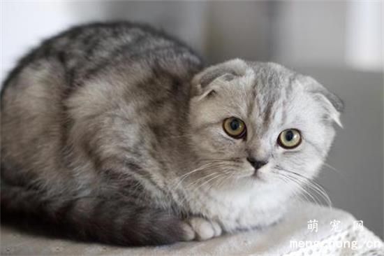 猫咪肠胃不好怎么办 不要频繁的换粮食