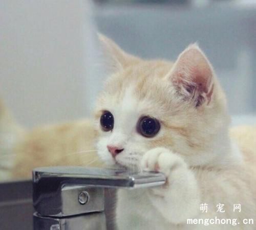 猫咪肠胃不好的喂食饲养护理知识