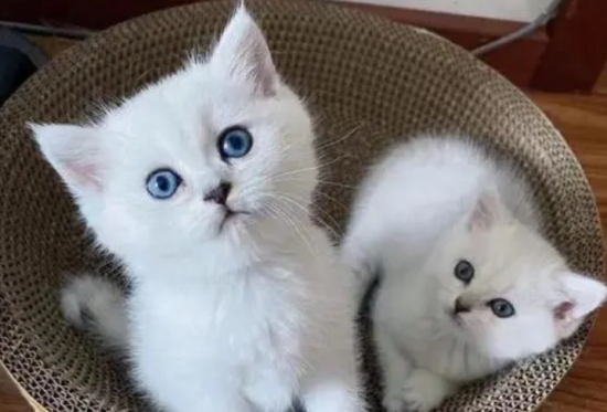 猫咪肠胃病有哪些症状 猫咪肠胃病该怎么调理