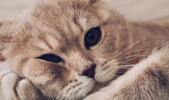 猫咪肾衰有什么症状