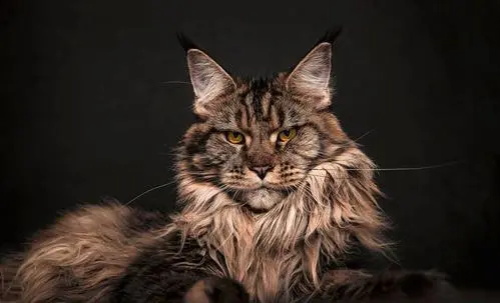 猫咪胡须太长表示什么