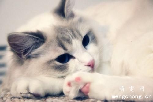 猫咪能不能吃香蕉?