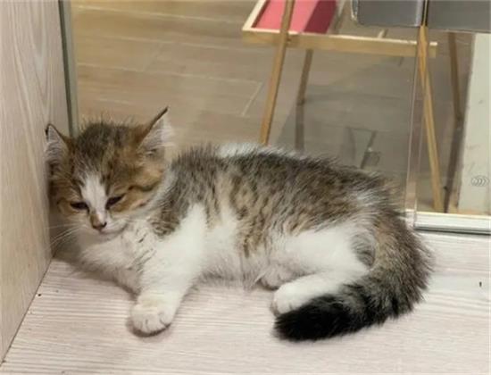 猫咪能吃橙子不