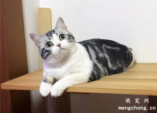 猫咪能吃猕猴桃吗?