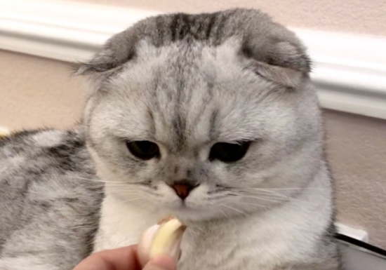 猫咪能吃蒜吗