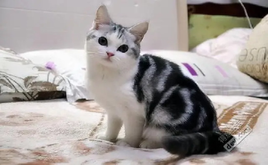 猫咪能吃薯条薯片吗？