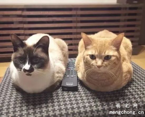 猫咪能吃蜜柚吗