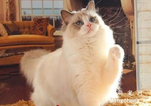 猫咪能吃螃蟹肉和蟹黄么