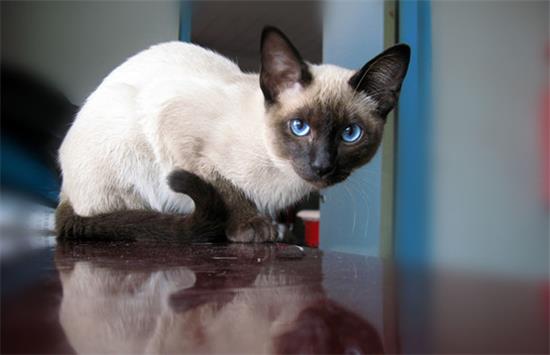 猫咪能吃西红柿吗?