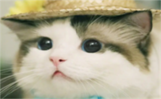 猫咪能吃酸奶吗