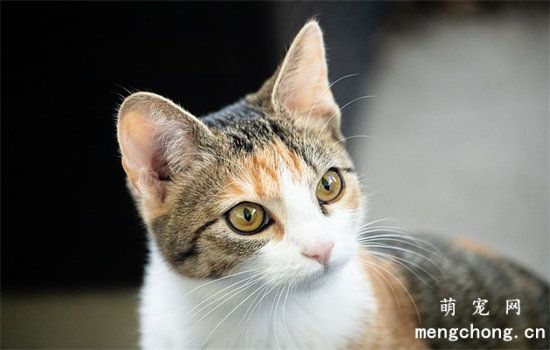 猫咪能听懂主人骂它吗