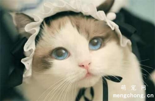 猫咪能喝热水吗
