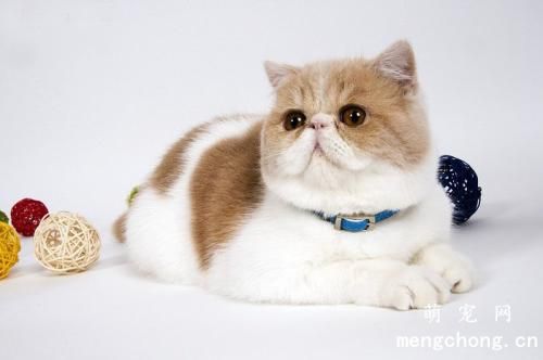 猫咪能喝自来水吗