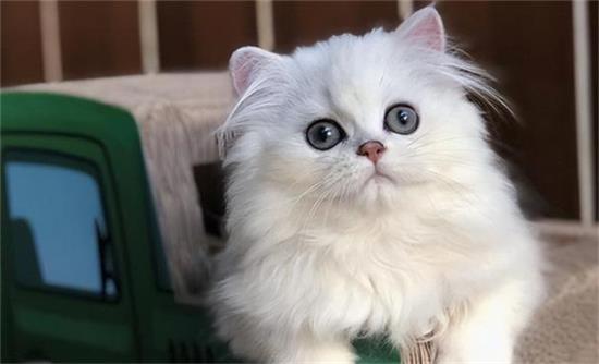 猫咪能看到几种颜色