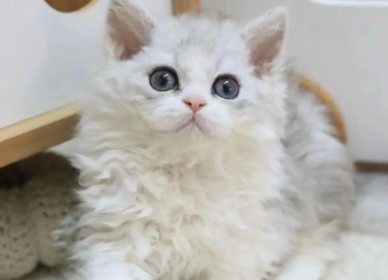 猫咪脂肪肝的症状与治疗