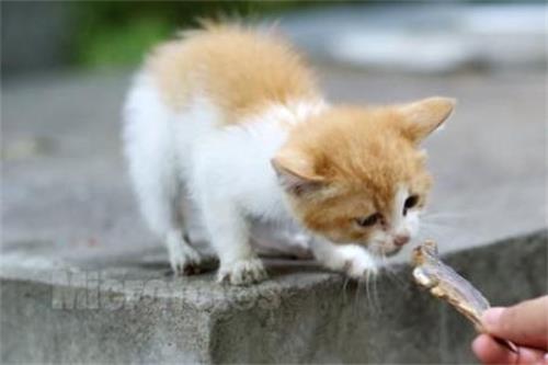 猫咪脚受伤了有什么土办法包扎？