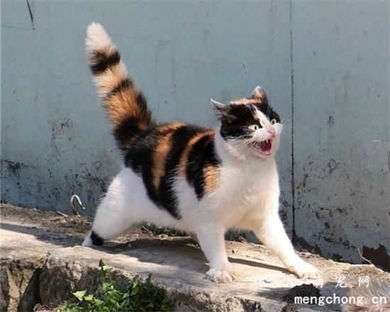 猫咪脚垫脱皮怎么回事呢？