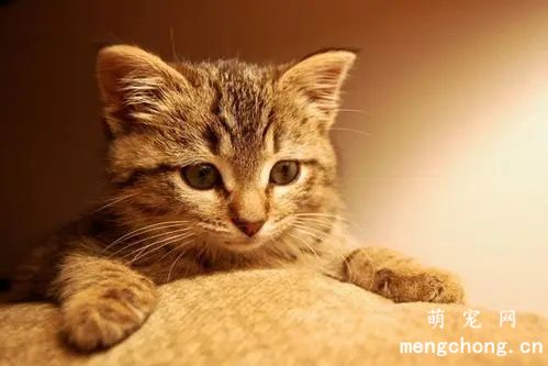 猫咪脚掌热正常吗?