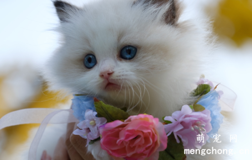 猫咪脱毛怎么办 需要加强营养加强梳毛