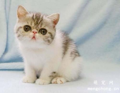 猫咪脱毛怎么解决？