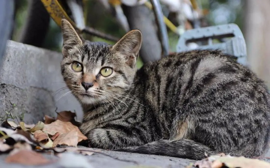 猫咪脱肛治疗大概要花多少钱?