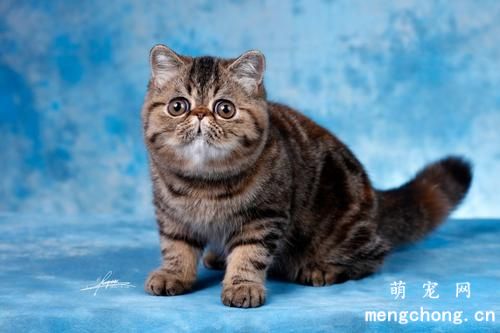 猫咪脾气坏怎么办？怎样让猫咪喜欢你方法