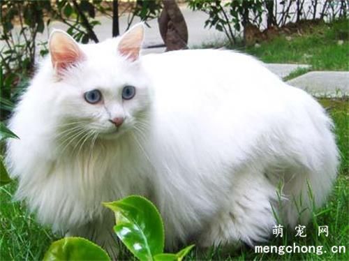 猫咪腹式呼吸能活多久