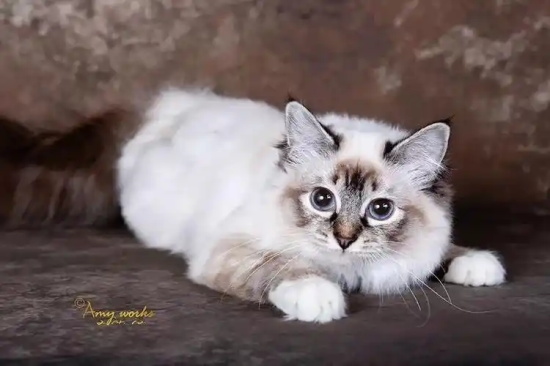 猫咪腹泻便血怎么办