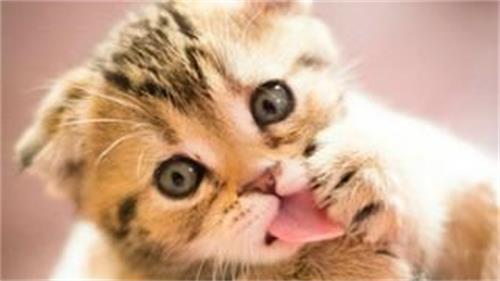 猫咪膀胱炎怎么办？