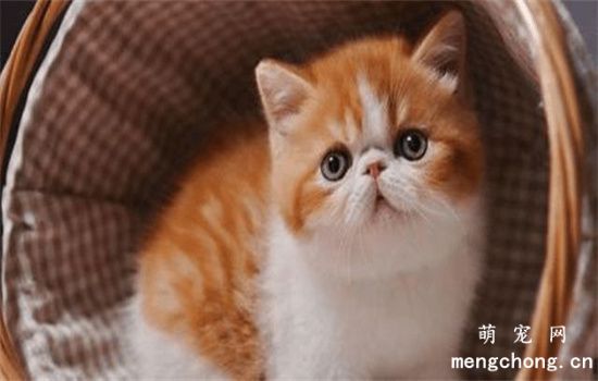 猫咪舌头的特点