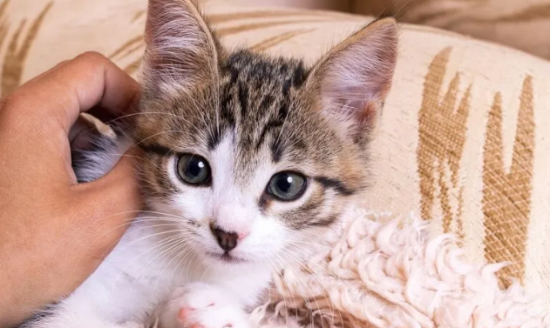 猫咪舔主人的手
