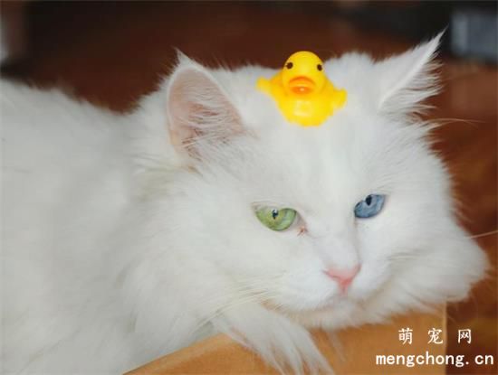 猫咪舔了风油精会死吗