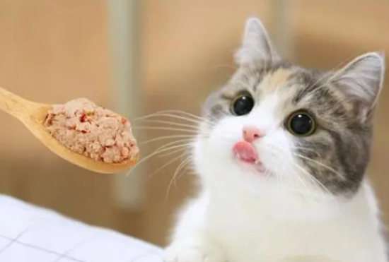 猫咪舔毛的5大原因